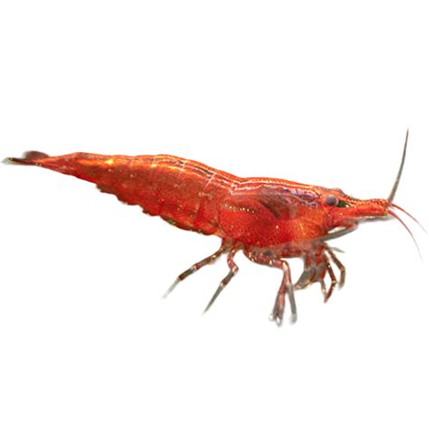 navya aquarium fish shop|Navya Aquarium (@navyaquarium) • Instagram photos and videos.